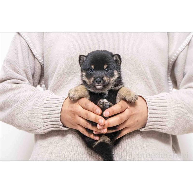 販売中の大分県の豆柴-452407