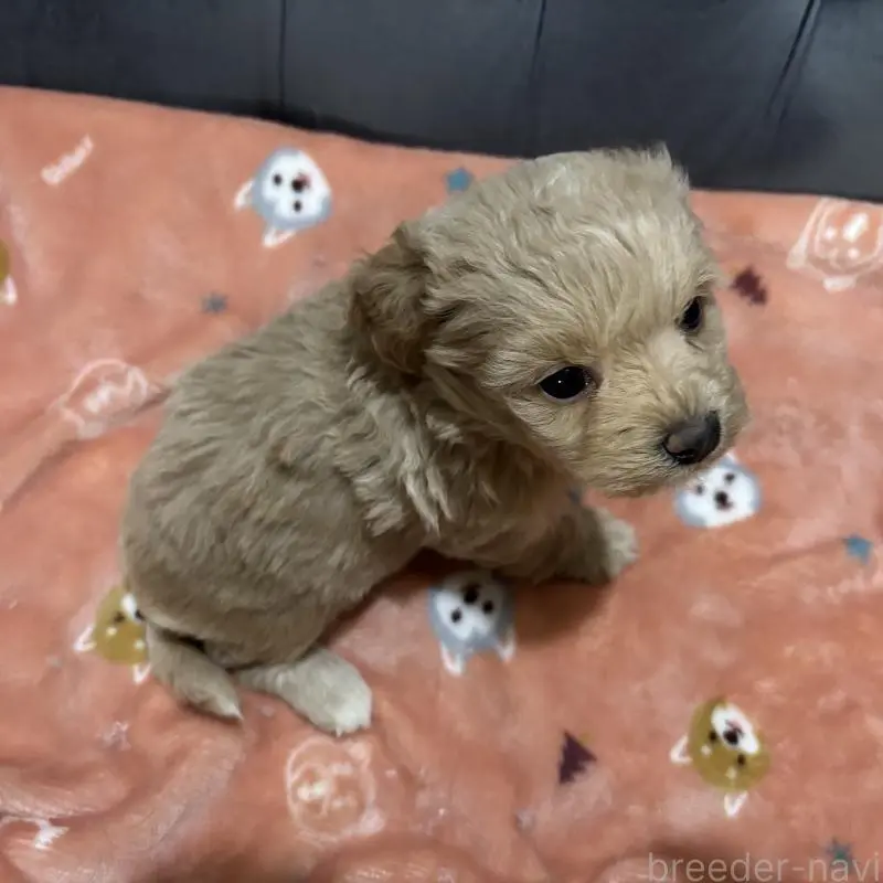 販売中の鹿児島県のマルプー:マルチーズ×トイプードル-452409の7枚目