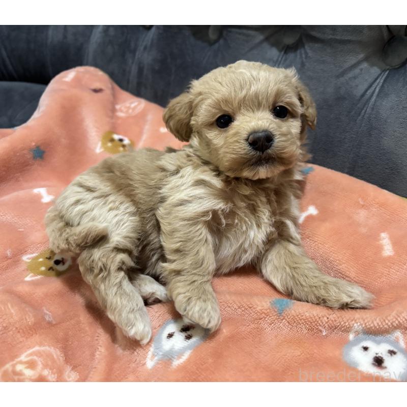 販売中の鹿児島県のマルプー:マルチーズ×トイプードル-452409の6枚目