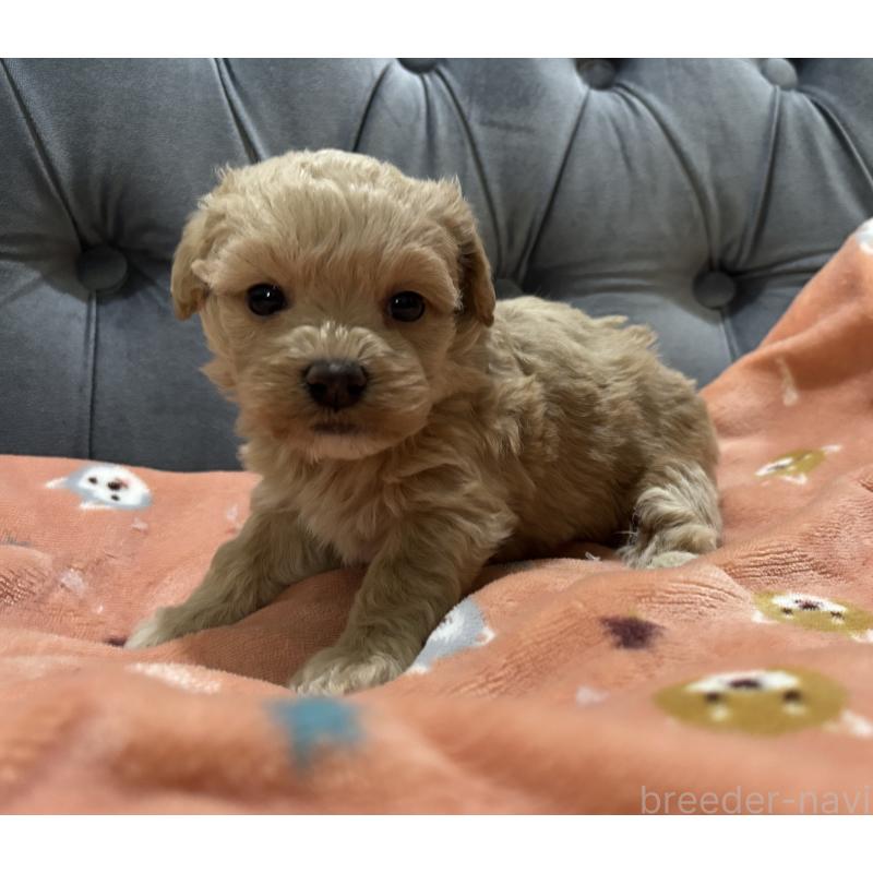 販売中の鹿児島県のマルプー:マルチーズ×トイプードル-452409の4枚目