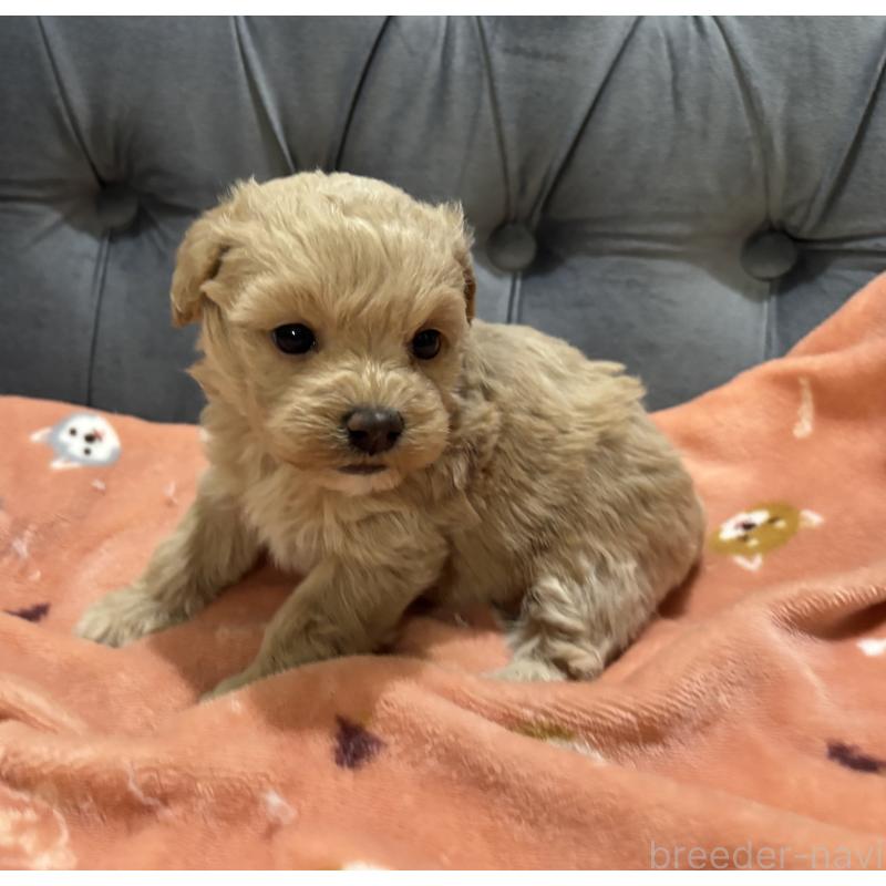 販売中の鹿児島県のマルプー:マルチーズ×トイプードル-452409の3枚目