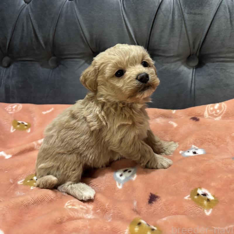 販売中の鹿児島県のマルプー:マルチーズ×トイプードル-452409の2枚目