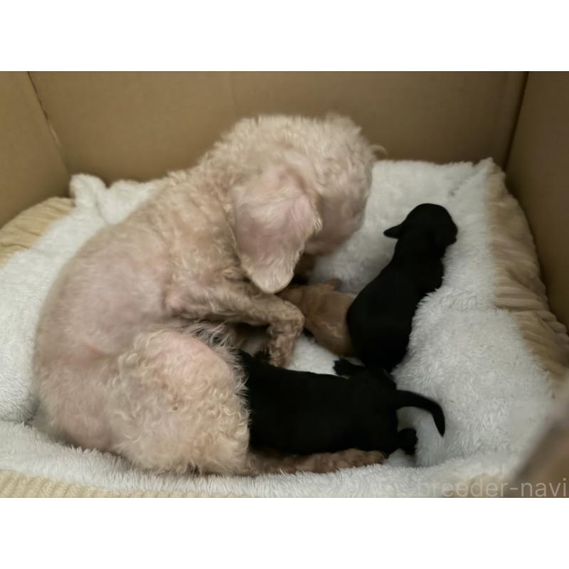 販売中の埼玉県のタイニープードル-452411の3枚目