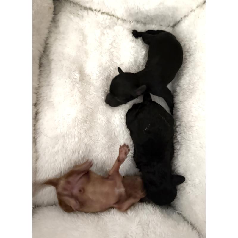 販売中の埼玉県のタイニープードル-452411の2枚目