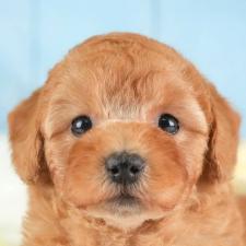 オンライン見学