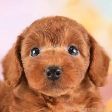 ♀︎トイプードル