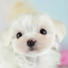 ♀︎ミックス犬