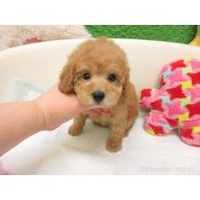 ♀︎トイプードル