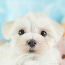 ♀︎ミックス犬