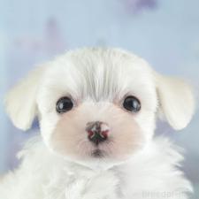 ♀︎ミックス犬