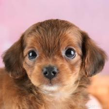 ♀︎チワプー:チワワ×トイプードル