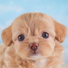 ♀︎チワプー:チワワ×トイプードル