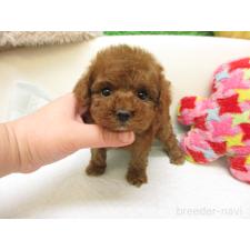 ♀︎トイプードル