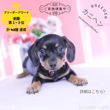 ♀︎カニンヘンダックスフンド(スムースヘアード)