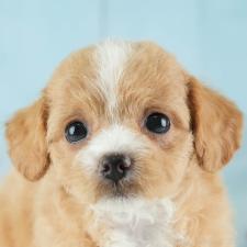 ♀︎チワプー:チワワ×トイプードル