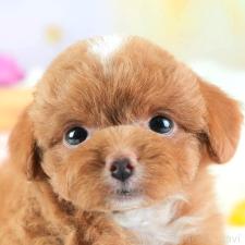 ♀︎チワプー:チワワ×トイプードル