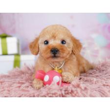 ♀︎トイプードル