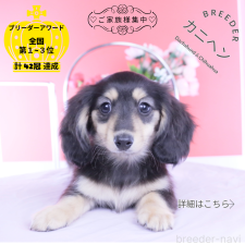 ♀︎カニンヘンダックスフンド(ロングヘアード)