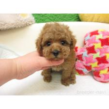 ♀︎トイプードル