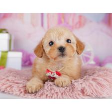 ♀︎トイプードル