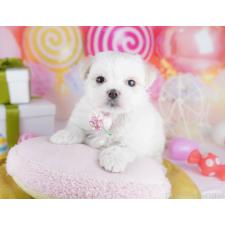 オンライン見学