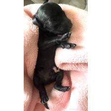 ♀︎タイニープードル