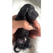 ♀︎タイニープードル