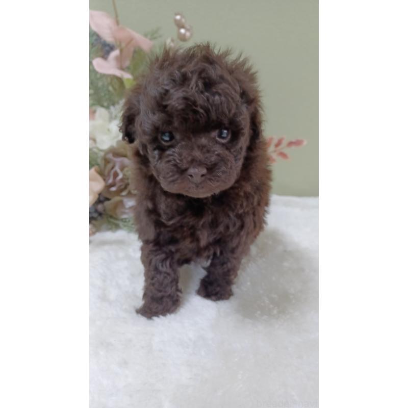 販売中の大阪府のトイプードル-452412の6枚目