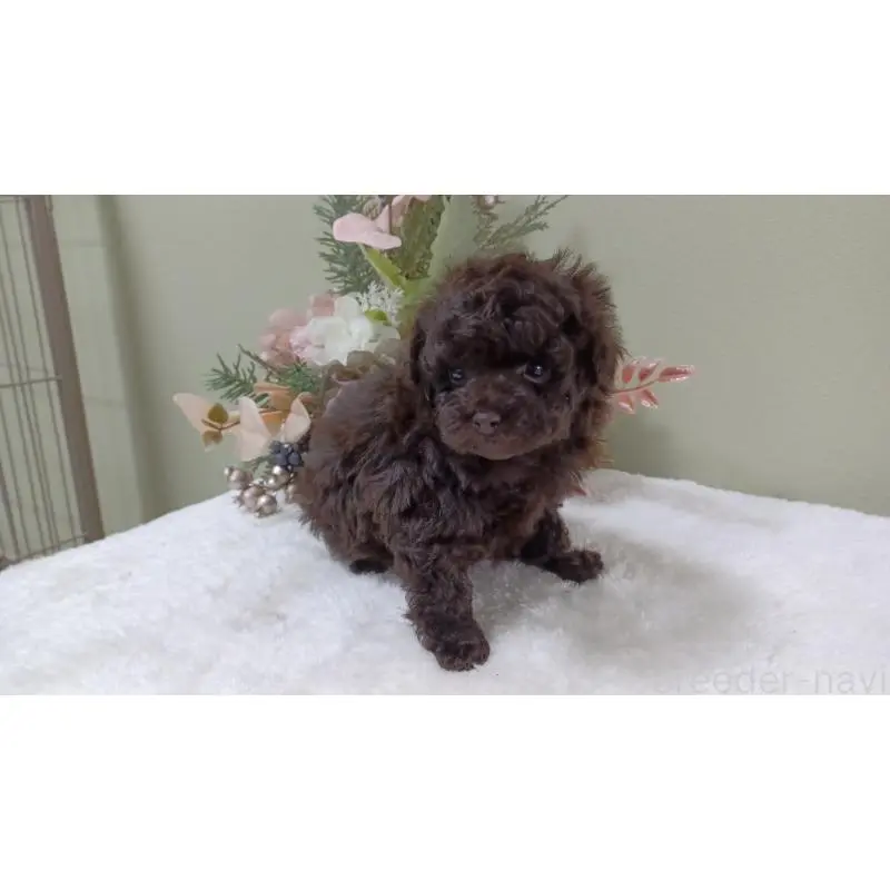 販売中の大阪府のトイプードル-452412の5枚目