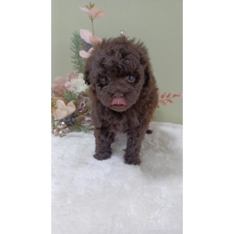 販売中の大阪府のトイプードル-452412の4枚目