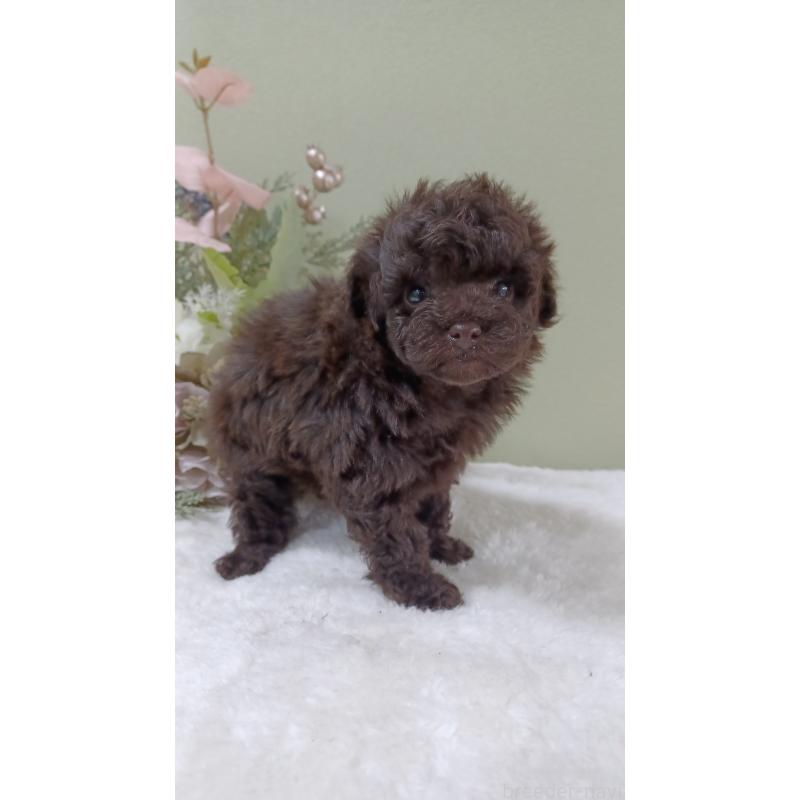 販売中の大阪府のトイプードル-452412の3枚目