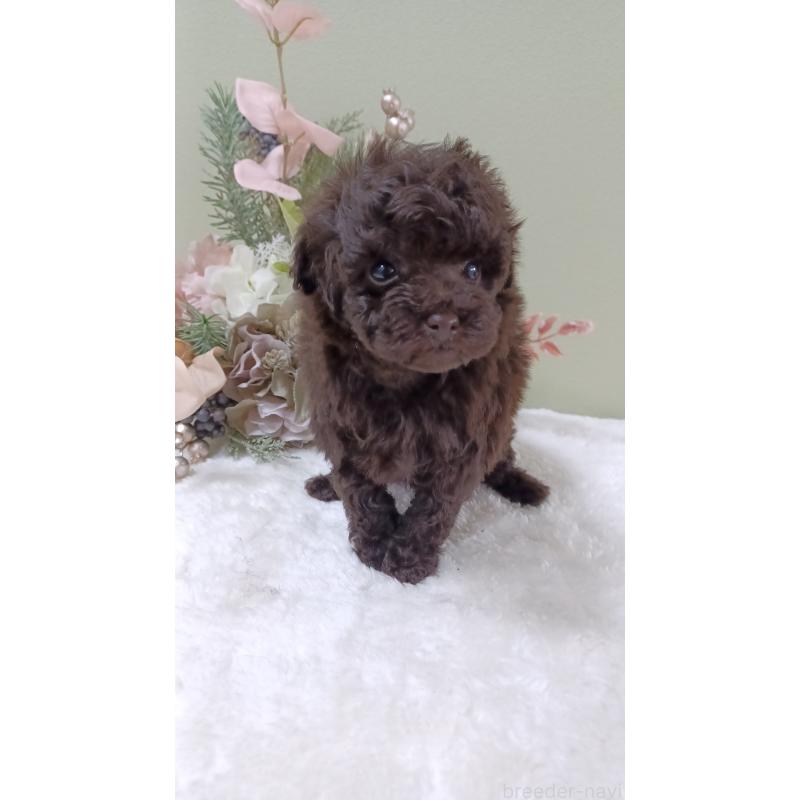 販売中の大阪府のトイプードル-452412の2枚目