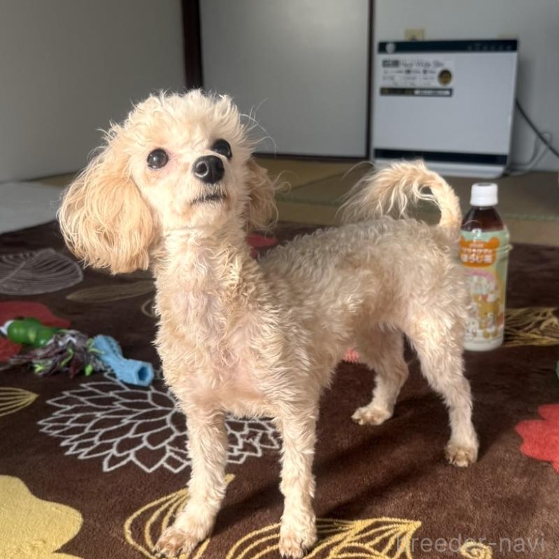 販売中の埼玉県のタイニープードル-388211の2枚目