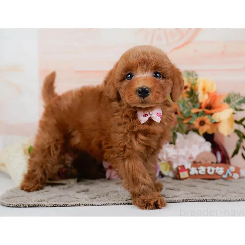 販売中の神奈川県のトイプードル-452752の15枚目