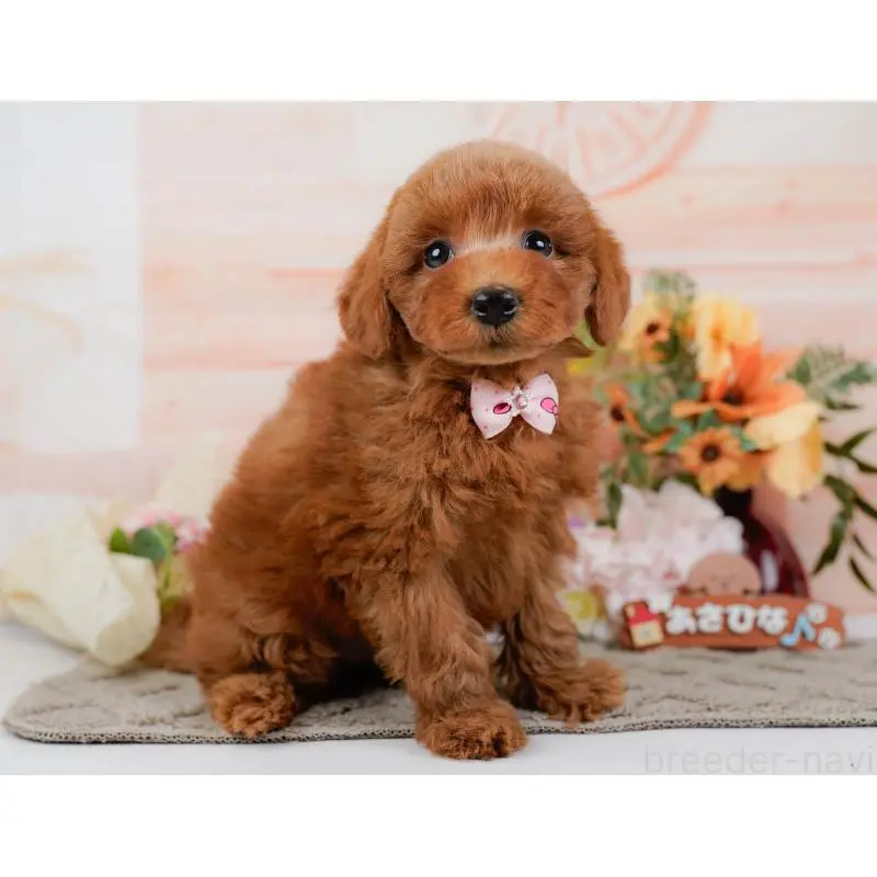 販売中の神奈川県のトイプードル-452752の14枚目