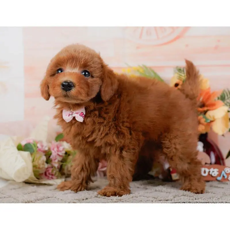 販売中の神奈川県のトイプードル-452752の13枚目