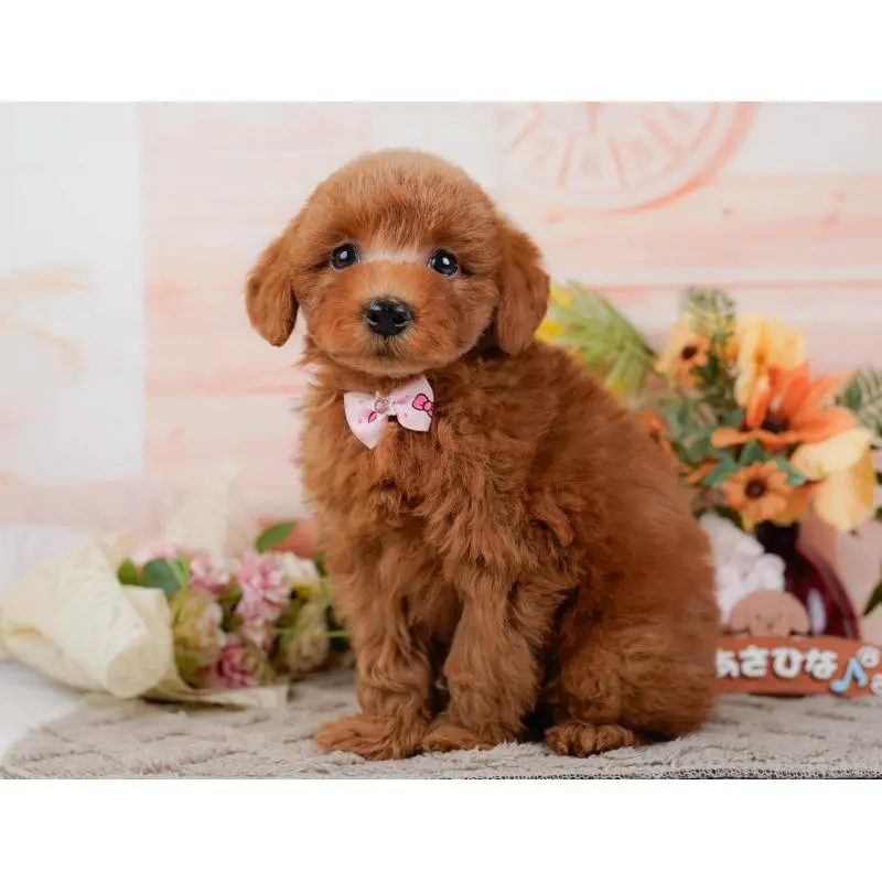 販売中の神奈川県のトイプードル-452752の12枚目