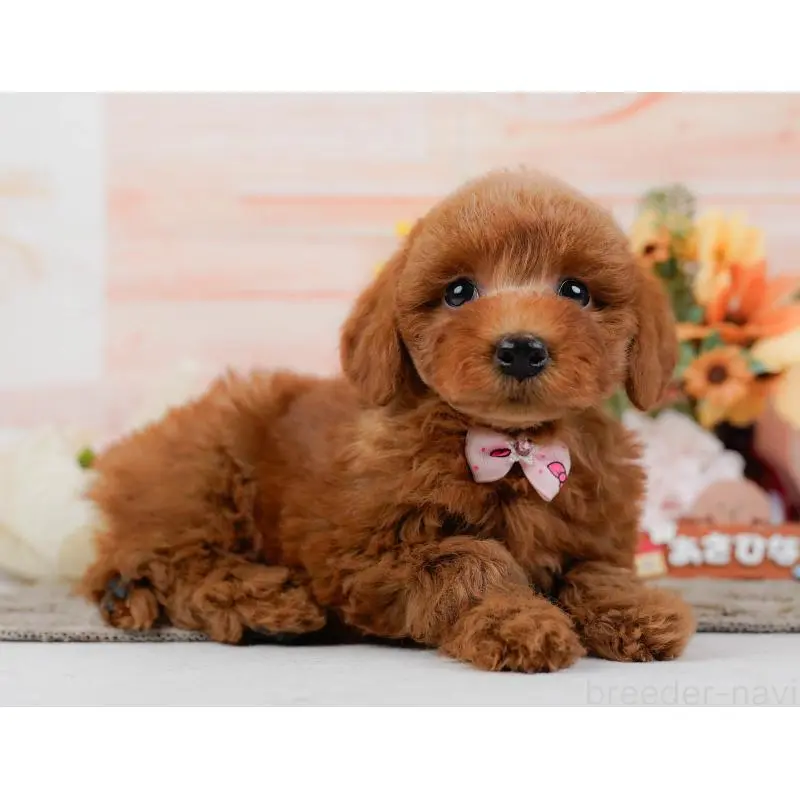 販売中の神奈川県のトイプードル-452752の11枚目