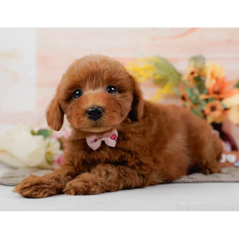 販売中の神奈川県のトイプードル-452752の10枚目