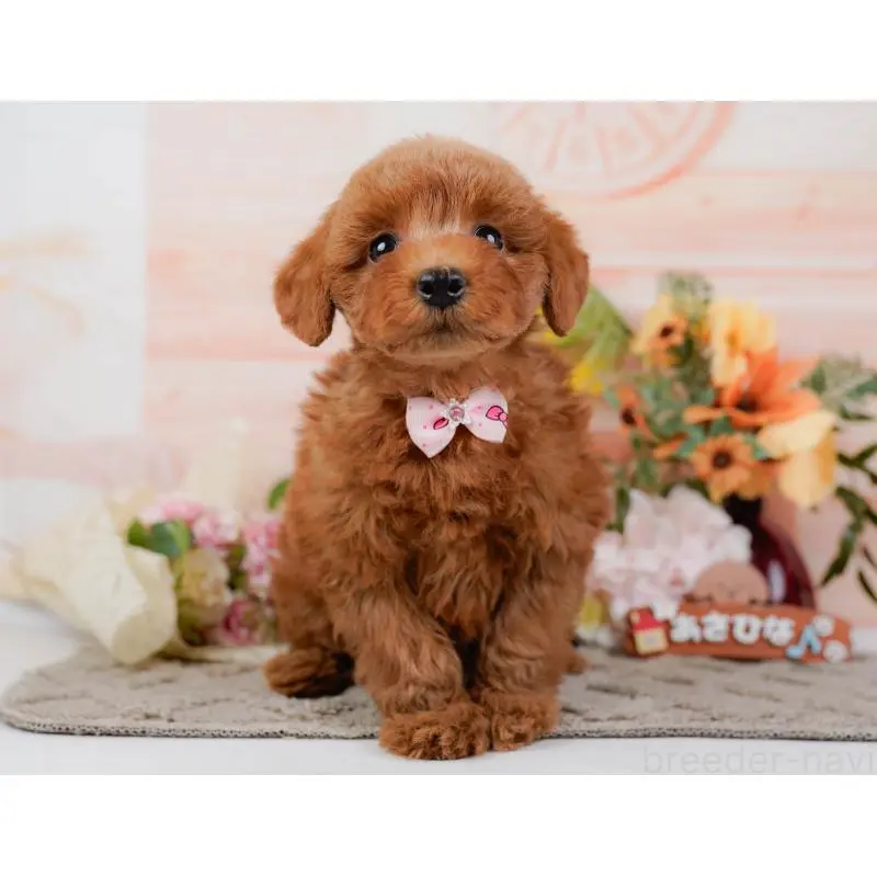 販売中の神奈川県のトイプードル-452752の9枚目