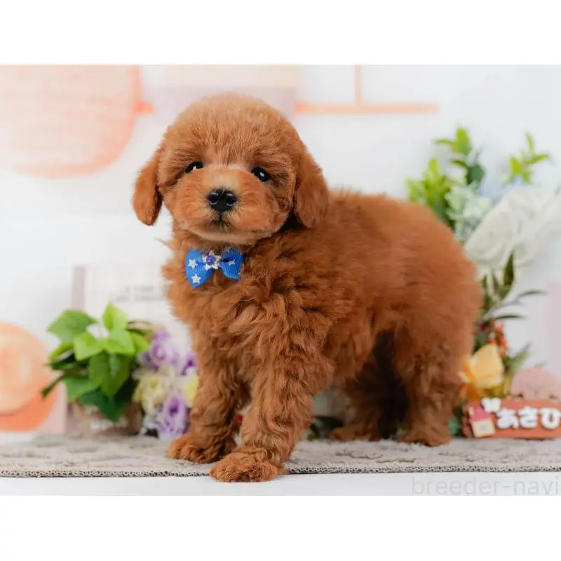 販売中の神奈川県のトイプードル-452753の13枚目