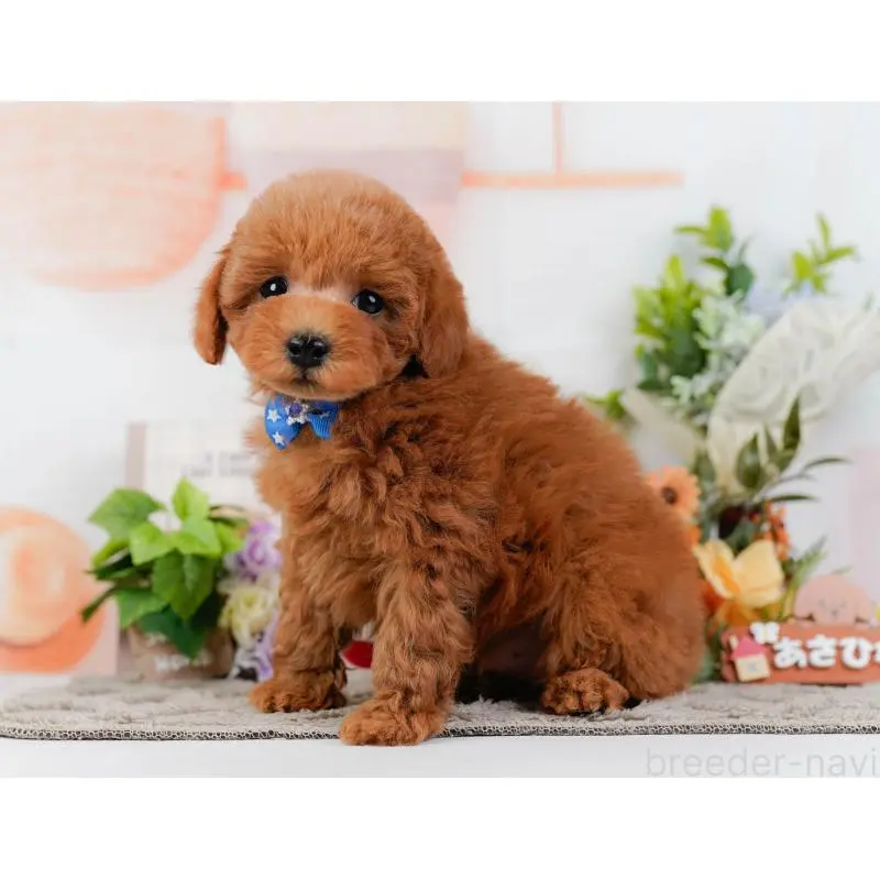 販売中の神奈川県のトイプードル-452753の12枚目