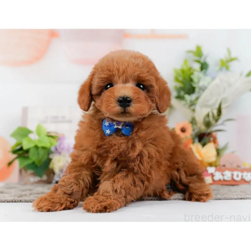 販売中の神奈川県のトイプードル-452753の11枚目