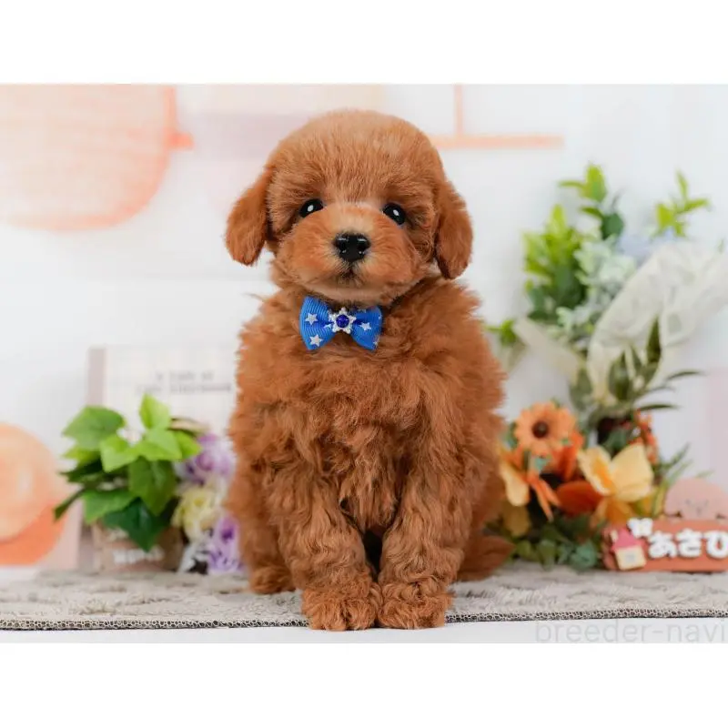 販売中の神奈川県のトイプードル-452753の10枚目