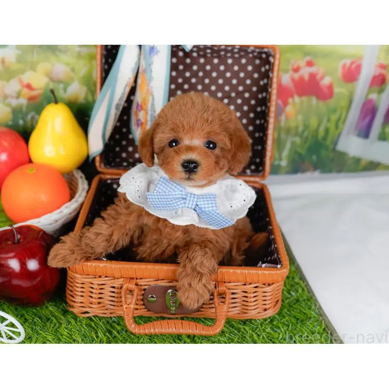 販売中の神奈川県のトイプードル-452753の7枚目