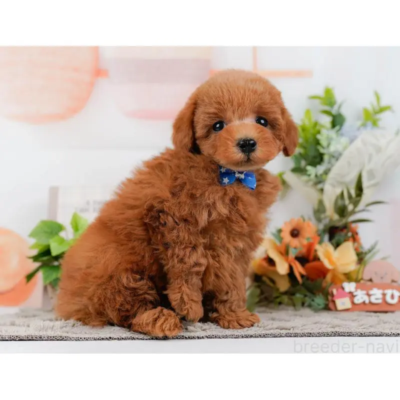 販売中の神奈川県のトイプードル-452753の8枚目