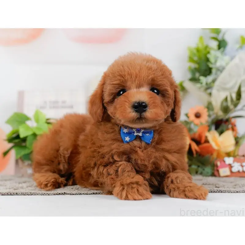 販売中の神奈川県のトイプードル-452753の6枚目