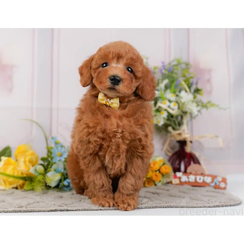 販売中の神奈川県のトイプードル-452755の17枚目