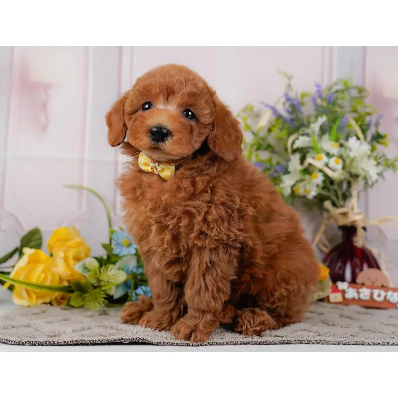 販売中の神奈川県のトイプードル-452755の14枚目