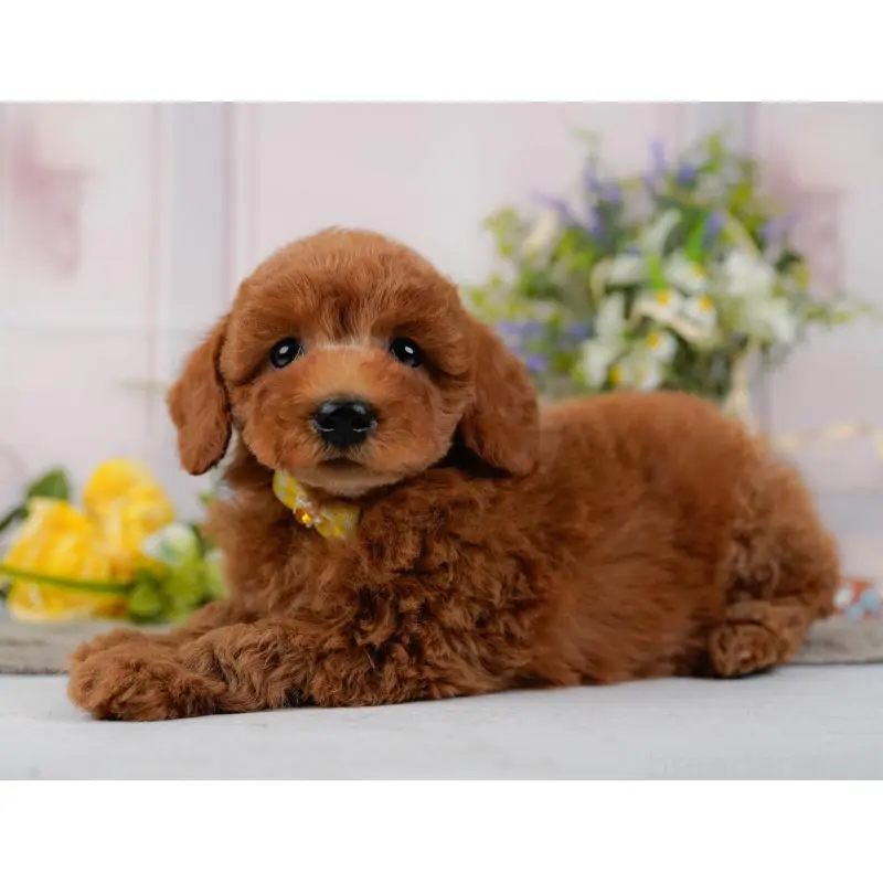 販売中の神奈川県のトイプードル-452755の12枚目